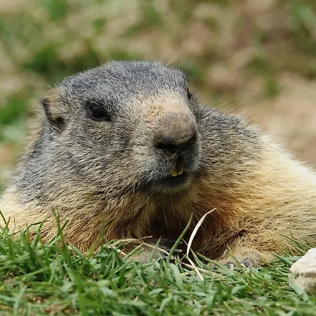 Allegra 3 Stern Superior Hotel 3*