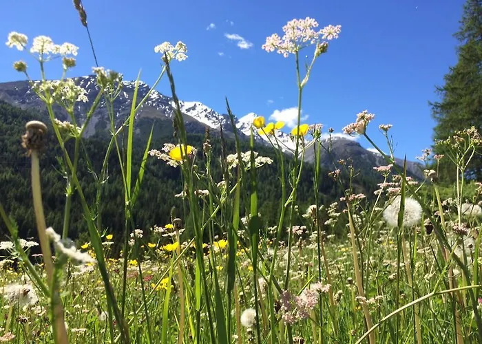 Allegra 3 Stern Superior