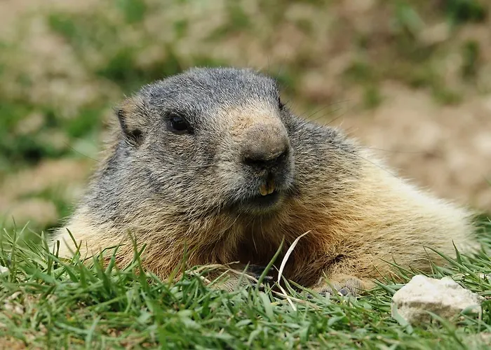 Allegra 3 Stern Superior Otel 3*